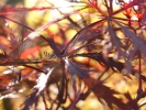 Acer palmatum "Stella rossa"