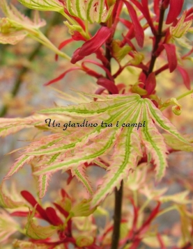 Acer palmatum "Higasa yama"