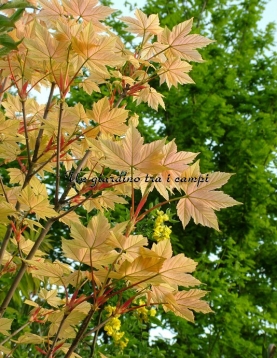 Acer pseudoplatanus "Brilliantissimum"