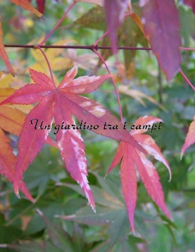 Acer palmatum "Oridono nishiki"