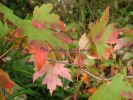 Acer XFreemanii "Autumn Blaze"