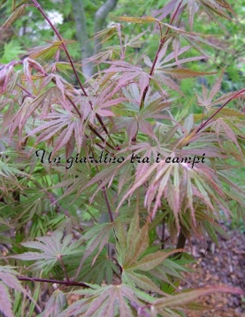 Acer palmatum "9001" Acer palmatum "9001"
