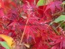 Acer palmatum "9001"
