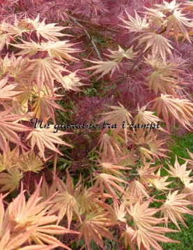 Acer palmatum "9001" Acer palmatum "9001"