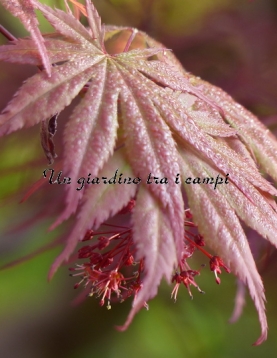 Acer palmatum "9001" Acer palmatum "9001"