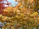 Acer palmatum "Kihachijoh"