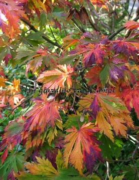 Acer japonicum "Aconitifolium" Acer japonicum "Aconitifolium"