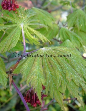 Acer japonicum "Aconitifolium" Acer japonicum "Aconitifolium"