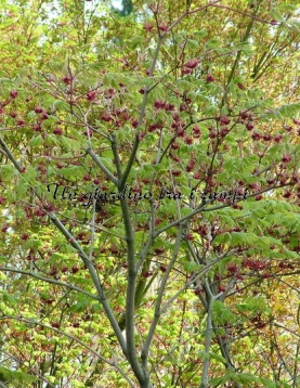 Acer japonicum "Aconitifolium" Acer japonicum "Aconitifolium"