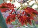 Acer japonicum "Aconitifolium"