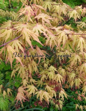 Acer palmatum "Aka Shigitatsu Sawa" Acer palmatum "Aka Shigitatsu Sawa"