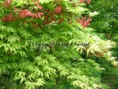 Acer palmatum "Aka Shigitatsu Sawa"