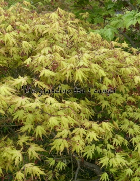 Acer palmatum "Aka Shigitatsu Sawa" Acer palmatum "Aka Shigitatsu Sawa"