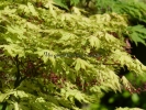 Acer palmatum "Aka Shigitatsu Sawa"