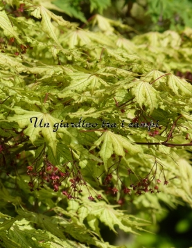 Acer palmatum "Aka Shigitatsu Sawa" Acer palmatum "Aka Shigitatsu Sawa"