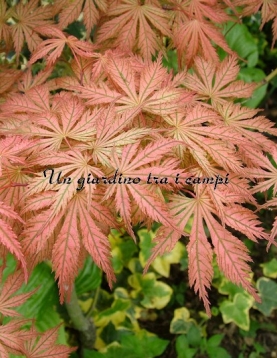 Acer palmatum "Ariadne" Acer palmatum "Ariadne"