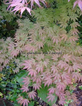 Acer palmatum "Ariadne" Acer palmatum "Ariadne"