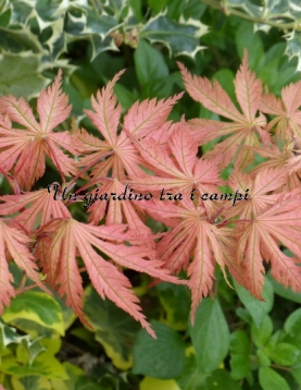 Acer palmatum "Ariadne" Acer palmatum "Ariadne"