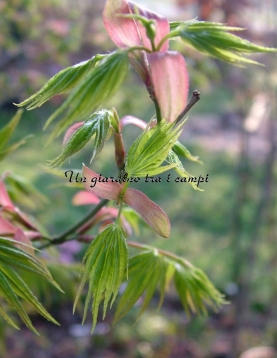 Acer palmatum "Ashai zuru" Acer palmatum "Ashai zuru"