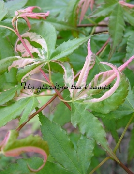 Acer palmatum "Ashai zuru" Acer palmatum "Ashai zuru"