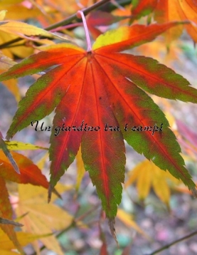 Acer palmatum "Ashai zuru" Acer palmatum "Ashai zuru"