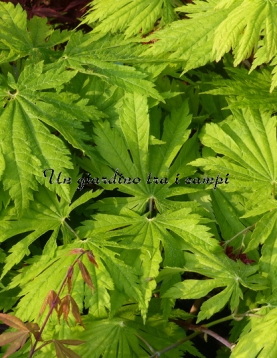 Acer japonicum "Attary" Acer japonicum "Attary"