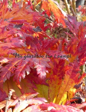 Acer japonicum "Attary" Acer japonicum "Attary"