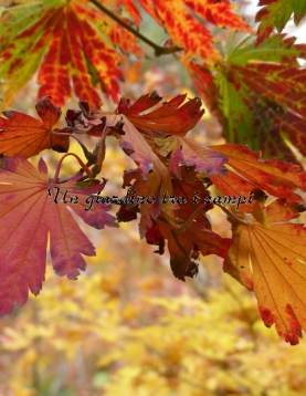 Acer japonicum "Attary" Acer japonicum "Attary"