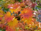 Acer shirasawanum "Aureum"