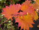 Acer shirasawanum "Aureum"