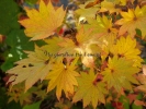 Acer shirasawanum "Aureum"