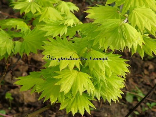 Acer shirasawanum "Aureum"