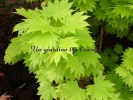 Acer shirasawanum "Aureum"