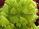 Acer shirasawanum "Aureum"