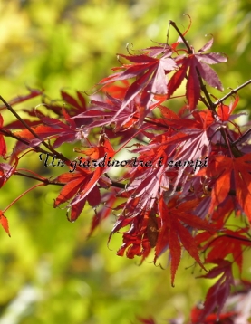 Acer palmatum "Autumn Red" Acer palmatum "Autumn Red"