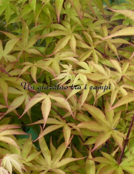 Acer palmatum "Autumn Red" Acer palmatum "Autumn Red"