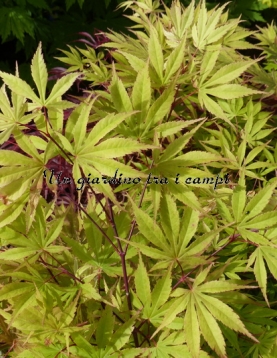 Acer palmatum "Autumn Red" Acer palmatum "Autumn Red"