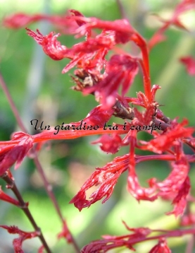 Acer palmatum "Beni fushigi" Acer palmatum "Beni fushigi"