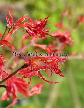 Acer palmatum "Beni komachi" Acer palmatum "Beni komachi"