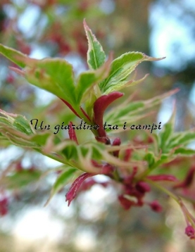 Acer palmatum "Beni shichi henge" Acer palmatum "Beni shichi henge"