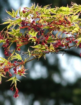 Acer palmatum "Beni shichi henge" Acer palmatum "Beni shichi henge"