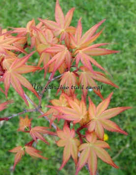 Acer palmatum "Beni tsukasa" Acer palmatum "Beni tsukasa"