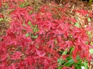 Acer palmatum "Beni fushigi"