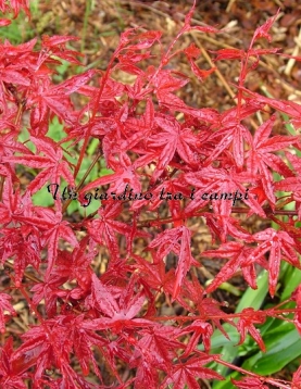 Acer palmatum "Beni fushigi" Acer palmatum "Beni fushigi"