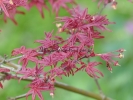 Acer palmatum "Beni fushigi"