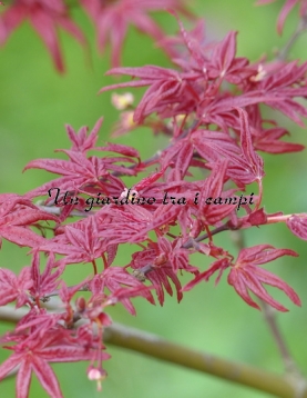 Acer palmatum "Beni fushigi" Acer palmatum "Beni fushigi"