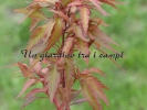Acer palmatum "Beni Hagoromo"