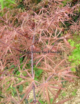 Acer palmatum "Beni kagami" Acer palmatum "Beni kagami"