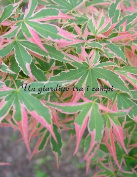 Acer palmatum "Beni shichi henge" Acer palmatum "Beni shichi henge"