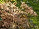 Acer palmatum "Goshiki shidare"